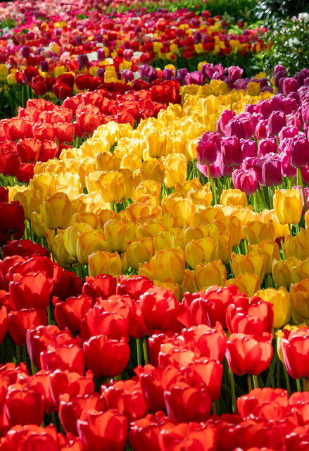 Tulip